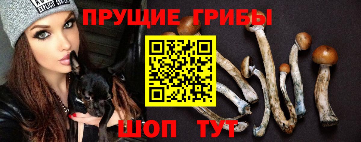 Псилоцибиновые грибы Cubensis Камышлов